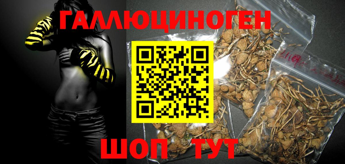 Псилоцибиновые грибы мицелий  Вход с VPN  где можно купить   Тосно  Галлюциногенные грибы мухоморы 